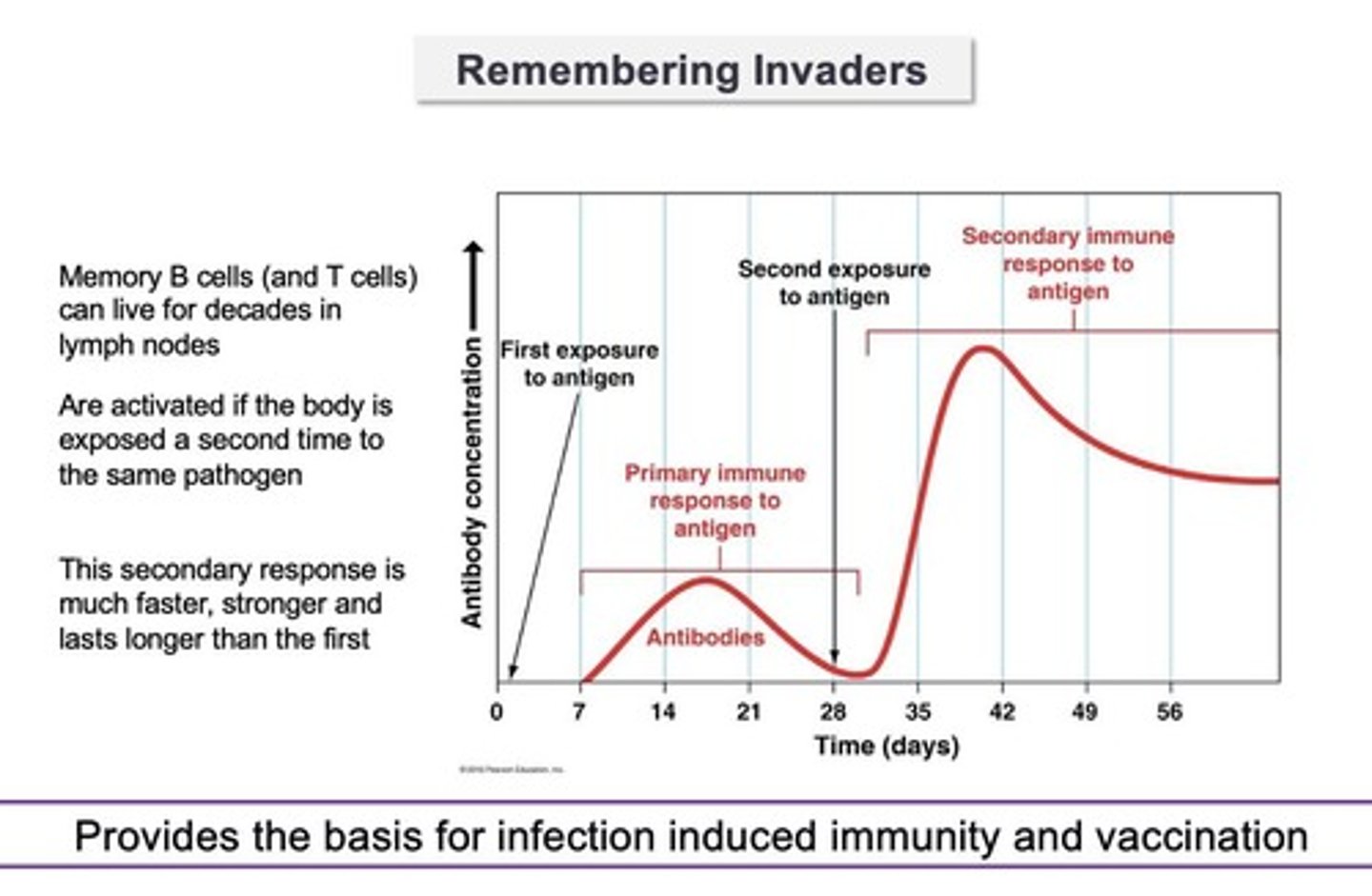 <p>part of the immune response that is highly specific and can be measured to understand infection and vaccination</p>