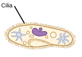 <p>(<span style="color: #ffbf53"><strong>animal + bacteria</strong></span>) shorter, more numerous, like tiny oars</p><p>move fluid across cell’s surface</p>