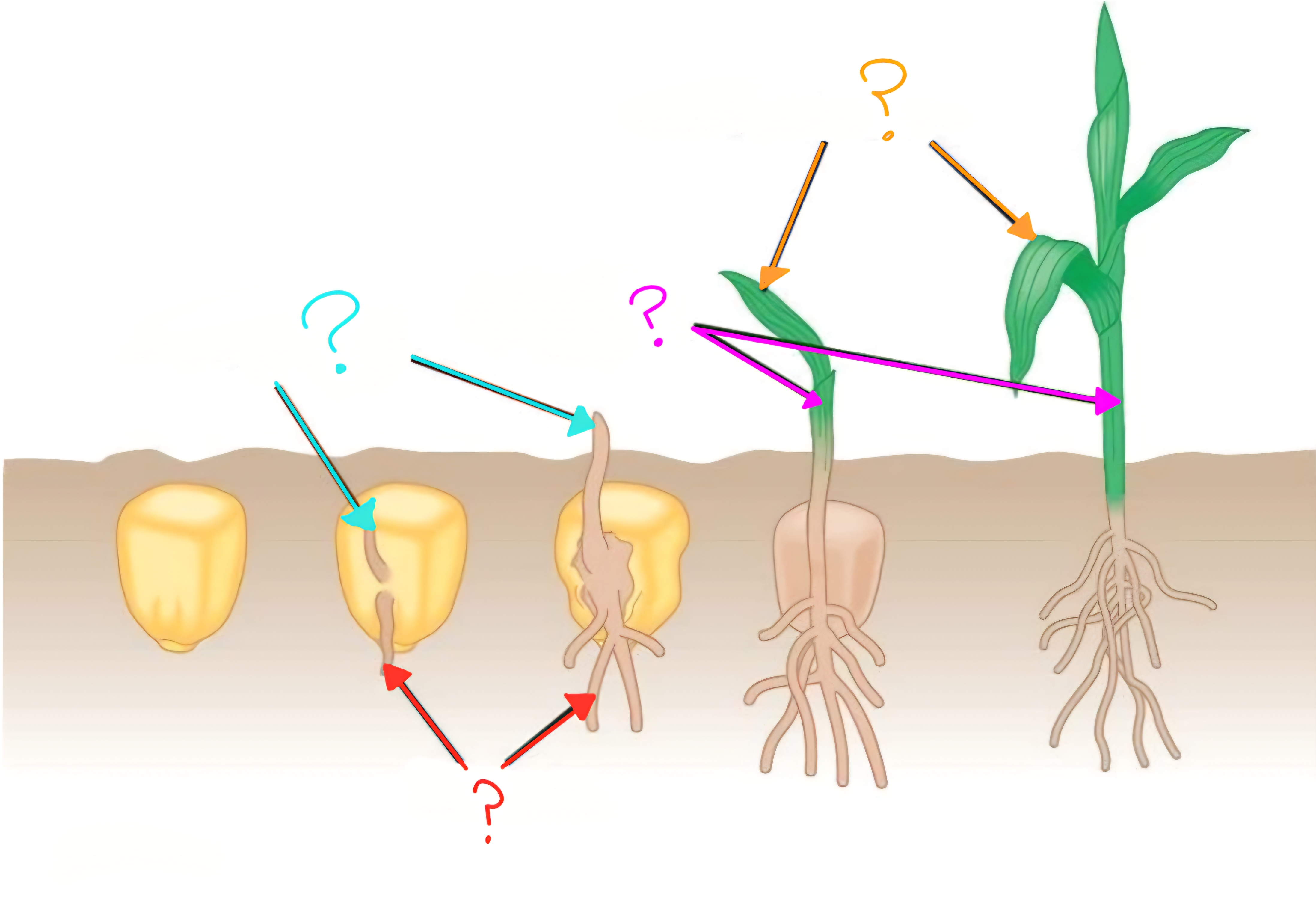 <p>What is labeled by the pink arrows?</p>