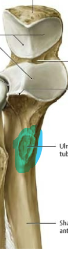 rough depression distal to coronoid process
