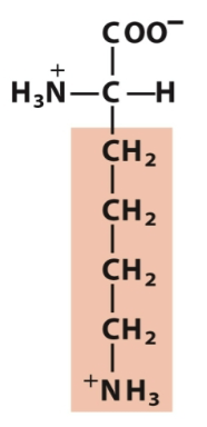 <p>Positively charged</p>