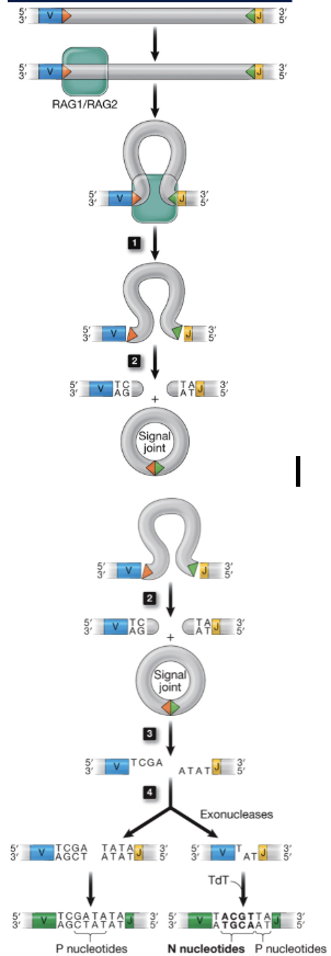 <ol><li><p>recombinase recognizes recombination signal sequence (RSS)</p></li><li><p>recombinase brings the 12 and 23 RSS together</p></li><li><p>recombinase cuts the DNA to produce a hairpin and a circular byproduct by covalently attaching ends</p></li><li><p>hairpin cleaved randomly by another nuclease</p></li><li><p>exonucleases, polymerases, and TdT modify the ends until DNA is reconnected by ligase</p></li><li><p>imprecision leads to addition and deletion of nucleotides</p></li></ol><p></p>