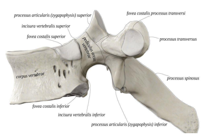 <p>krūtinės slanksteliai</p>