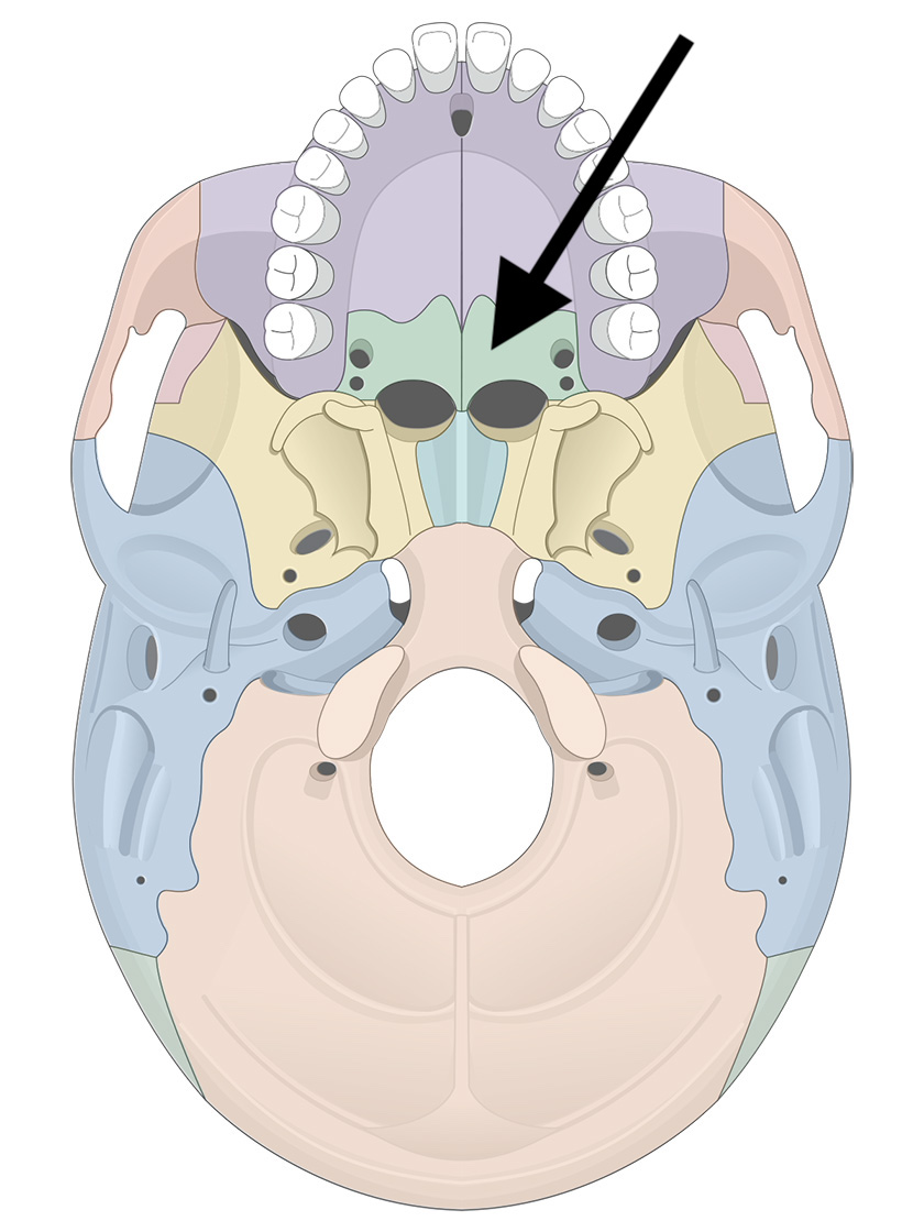<p>Name the bone</p>