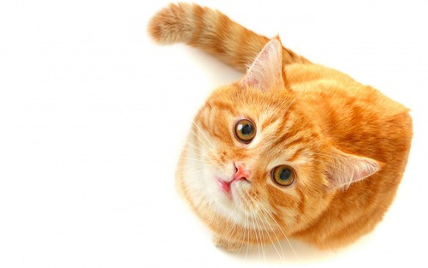 <p>the cat</p>