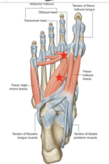 <p>adductor hallucis </p>