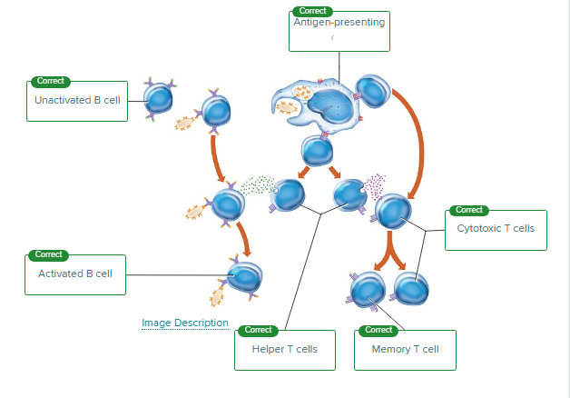 <ol><li><p>unactivated B cell </p></li><li><p>activated B cell</p></li><li><p>antigen presenting cell</p></li><li><p>cytotoxic cell</p></li><li><p>helper T cell</p></li><li><p>memory T cell</p></li></ol><p></p>