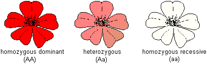 A cross between red and white flower plants results in offspring with pink flowers