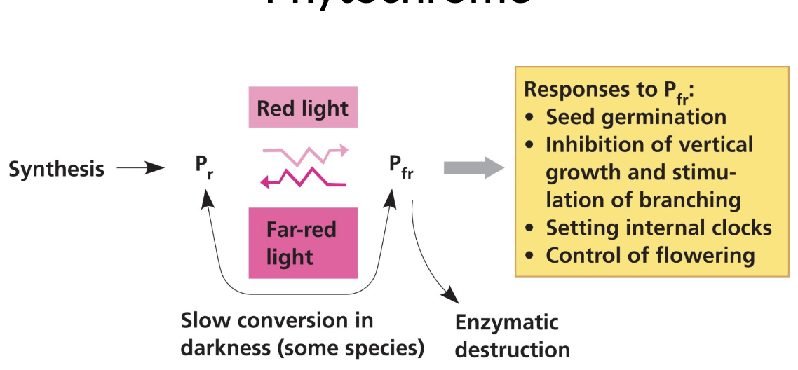 <ul><li><p>Phytochromes exist in two photoreversible states <span><span>(Pr (red) to Pfr (far-red light))</span></span></p></li><li><p><span><span>Phytochrome conversion triggers many developmental responses</span></span></p></li><li><p><span><span>Red light triggers conversion of Pr to Pfr</span></span></p><ul><li><p>Happens throughout <u>daytime</u></p></li><li><p><u>Stimulates</u> cellular responses that lead to germination</p></li></ul></li><li><p>Far-red light triggers conversion of Pfr to Pr</p><ul><li><p>Happens <u>overnight</u></p></li><li><p><u>Inhibits</u> germination response</p></li></ul></li></ul><p></p>