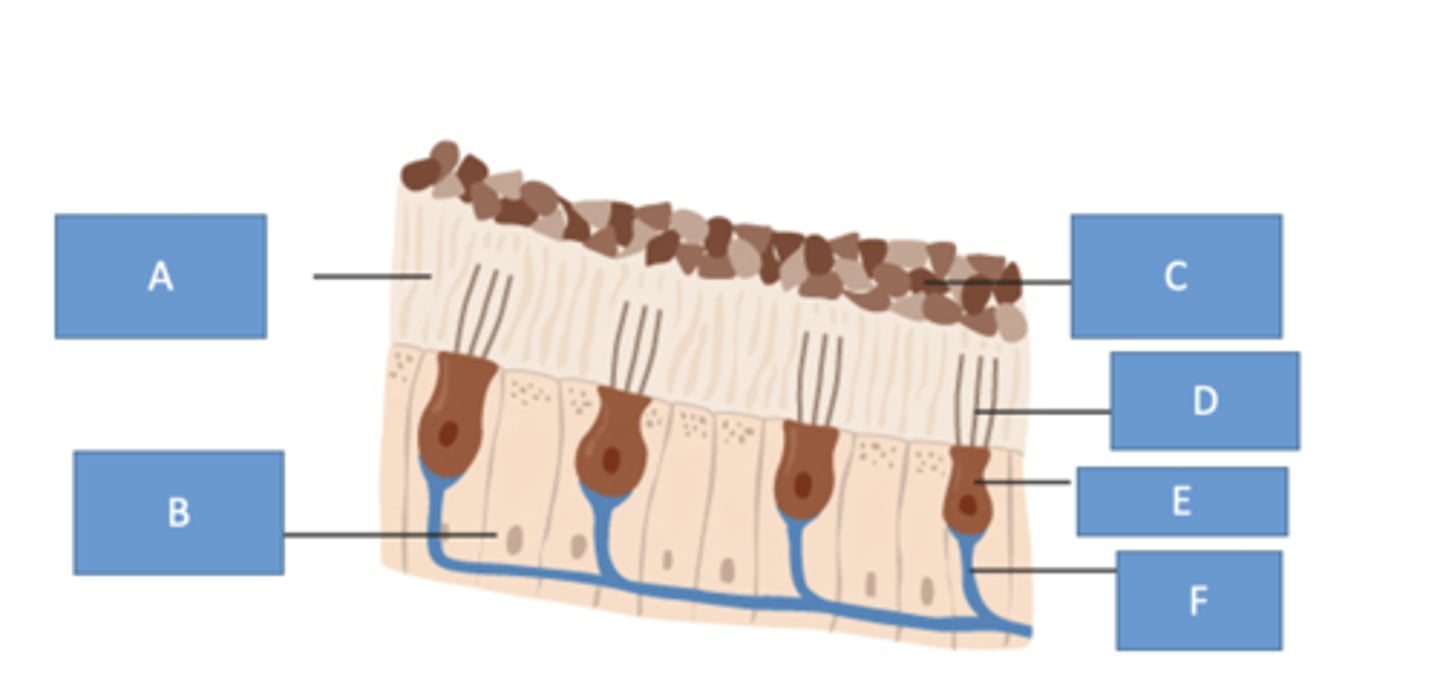 <p>these structures are within the macula (otoliths)</p><p>- ____ cells</p><p>- gelatinous _____</p><p>- _____ = pieces of calcium carbonate</p>