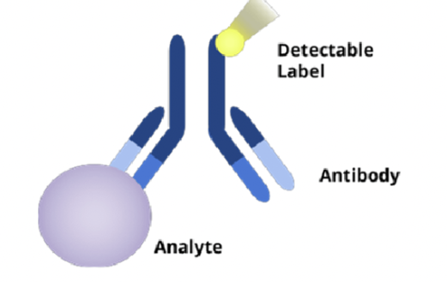 <p>- antibodies are antigen-specific</p><p>- immunoassays use this antibody-antigen relationship to identify specific molecules</p><p>- biomarker/analyte acts as the antigen</p><p>- use detection label attached to antibody to quantify results</p>