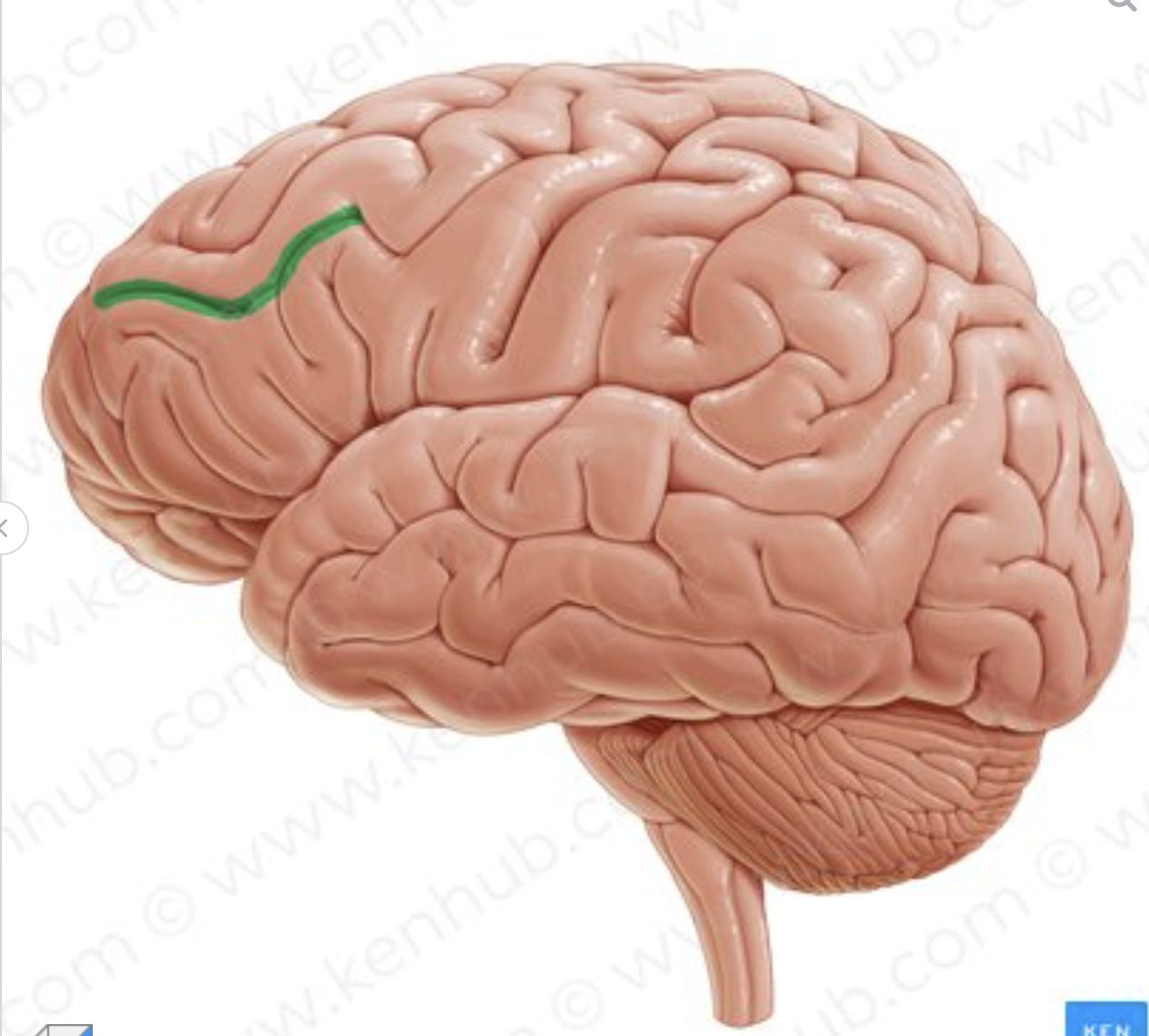 <p>which sulcus is in green?</p>