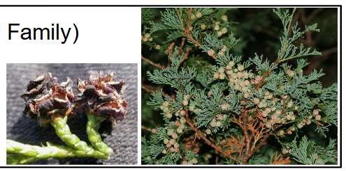<p>Cupressaceae<br>Chamaecyparis thyoides</p>