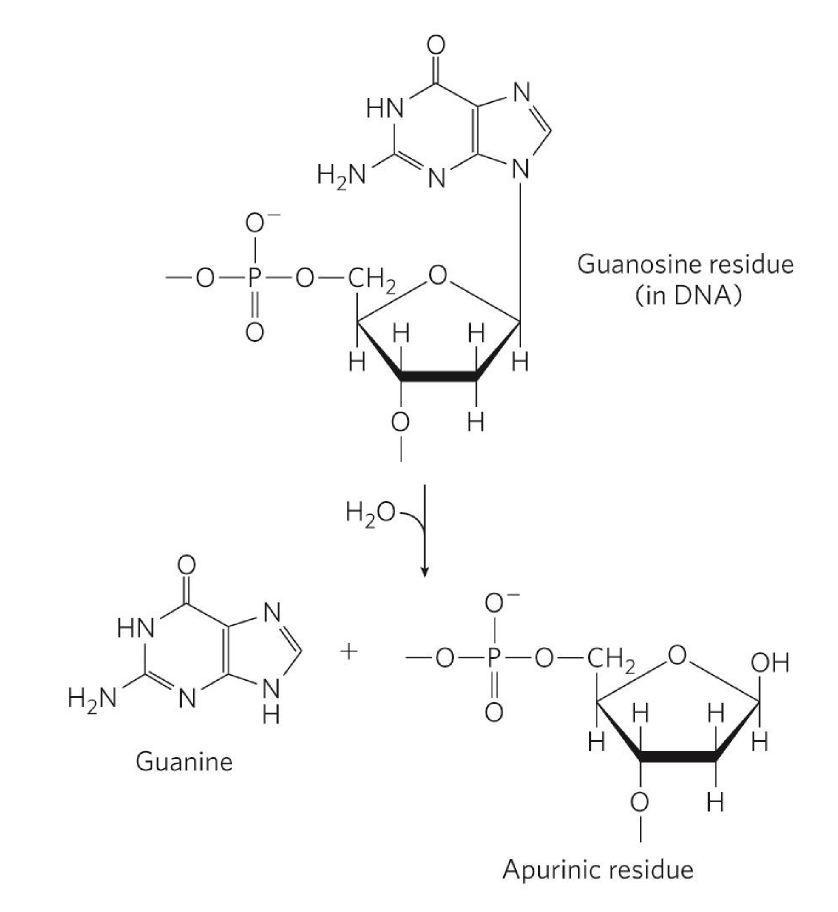 <p>hydrolysis of N-B-glyosyl bond b/w base + pentose</p><ul><li><p>H2O comes in + hydrolyzes bond = base floats away</p></li><li><p>phosphodiester bond still stuck in DNA </p><ul><li><p>creates AP (apurinic/apyrimidic) site = abasic </p></li></ul></li><li><p>info void region generated </p></li><li><p>more common w/ purine</p><ul><li><p>double-rings = good-leaving group</p><ul><li><p>why AMP is used as activator</p></li></ul></li></ul></li></ul><p></p>