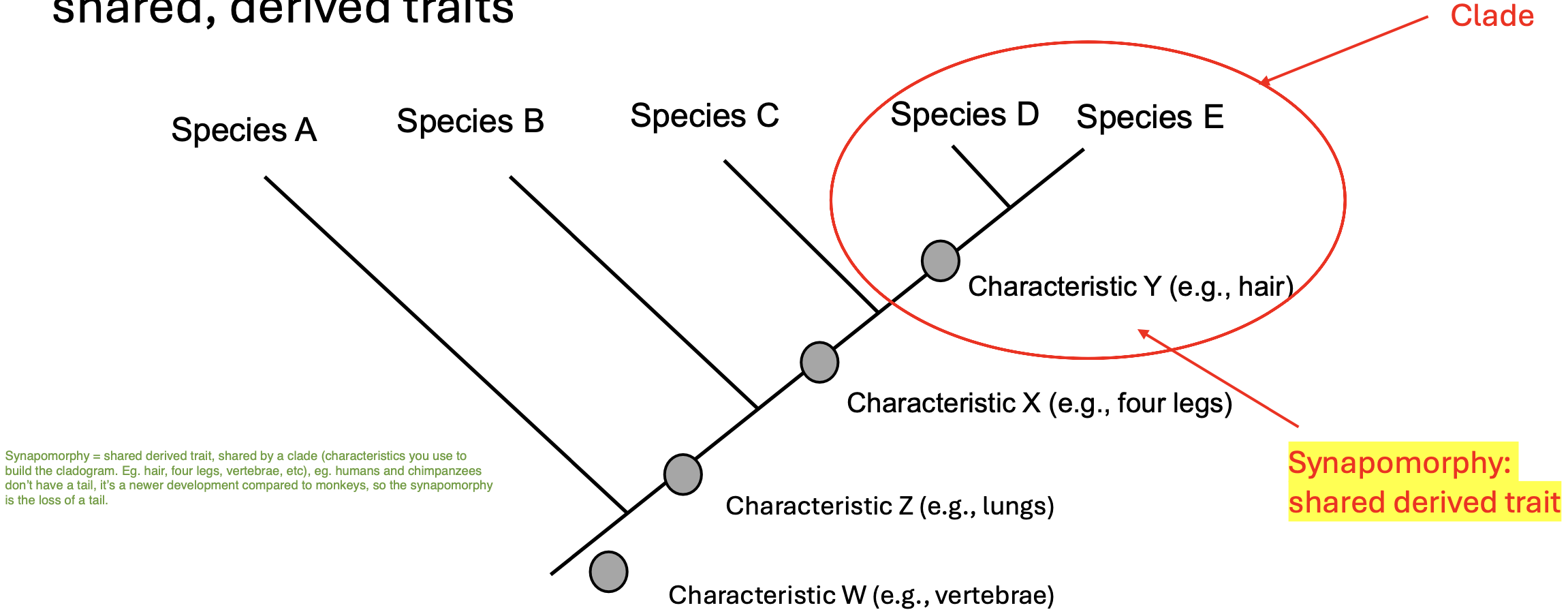 <p>• <span>New traits evolved once and are inherited by all descendants (unless lost)</span></p>