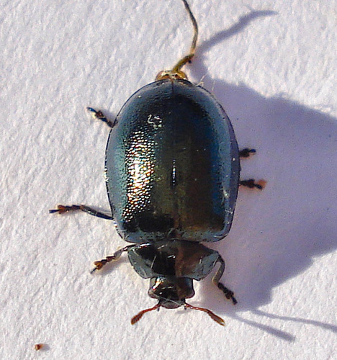 <p>- antennae about half as long as body<br>- head not narrower than pronotum<br>- eyes oval shaped<br>- often with spots, stripes, or colorful</p>