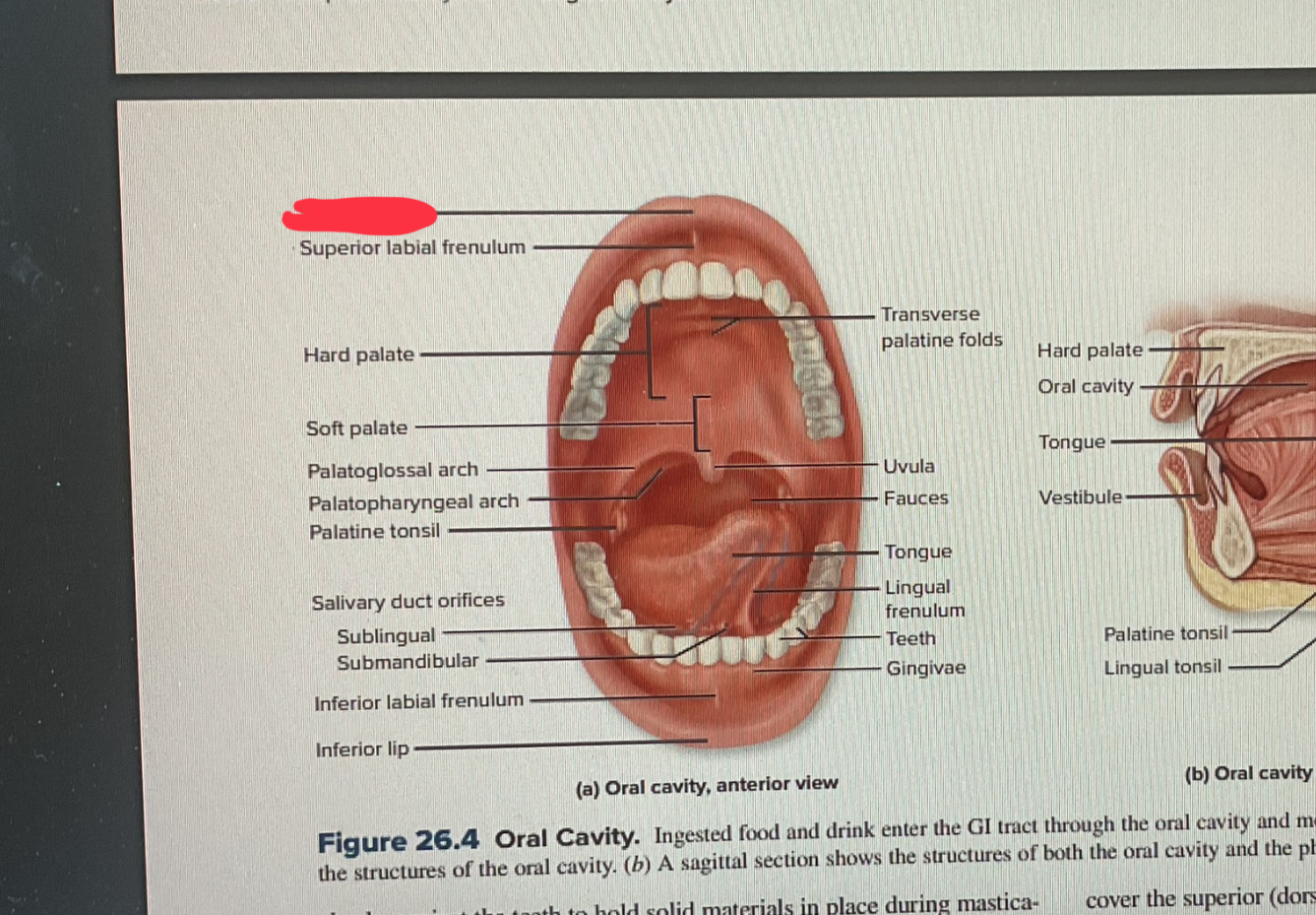 knowt flashcard image