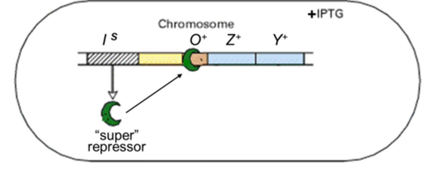 <p>super repressor. cannot bind lactose or IPTG and therefore cannot leave operator so the system is always shut off.</p>
