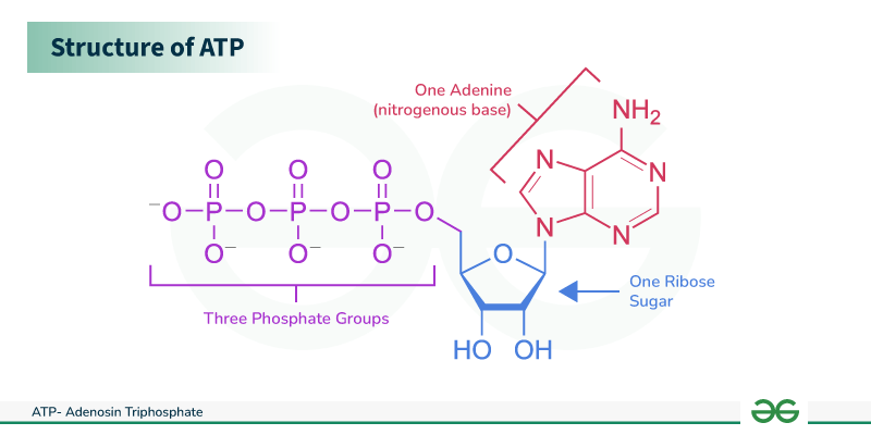 <p>Adenosine (adenine + ribose) + 3 phosphate groups.</p>