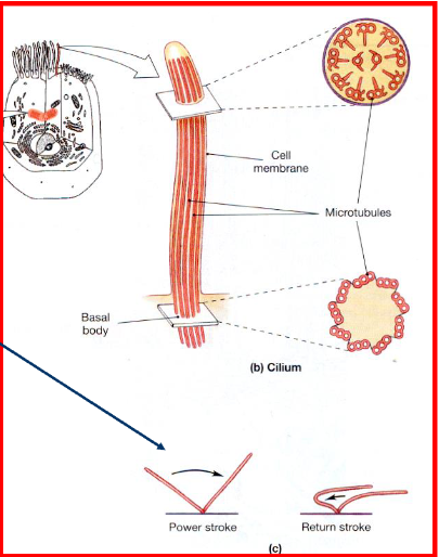 <ul><li><p><span style="font-family: sans-serif; color: #ffffff">Long, slender extensions of cell membrane</span></p></li><li><p><span style="font-family: sans-serif; color: #ffffff">Found in the respiratory tract, reproductive tract</span></p></li><li><p><span style="font-family: sans-serif; color: #ffffff"> Anchored to basal body found just beneath the cell’s </span><span style="color: #ffffff"><br></span><span style="font-family: sans-serif; color: #ffffff">surface </span></p></li><li><p><span style="font-family: sans-serif; color: #ffffff">“Beat” rhythmically – move fluids, secretions across </span><span style="color: #ffffff"><br></span><span style="font-family: sans-serif; color: #ffffff">the cell’s surface</span></p><ul><li><p><span style="font-family: sans-serif; color: #ffffff">stiff during the power stroke, and flexible during </span><span style="color: #ffffff"><br></span><span style="font-family: sans-serif; color: #ffffff">return stroke</span></p></li></ul><p></p></li><li><p><span style="font-family: sans-serif; color: #ffffff">Smoking: damages cilia</span><br><span style="font-family: sans-serif; color: transparent">- can’t clear irritants away</span></p></li></ul><p></p>