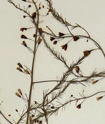 <p>Asparagales</p><p>Asparagaceae</p>