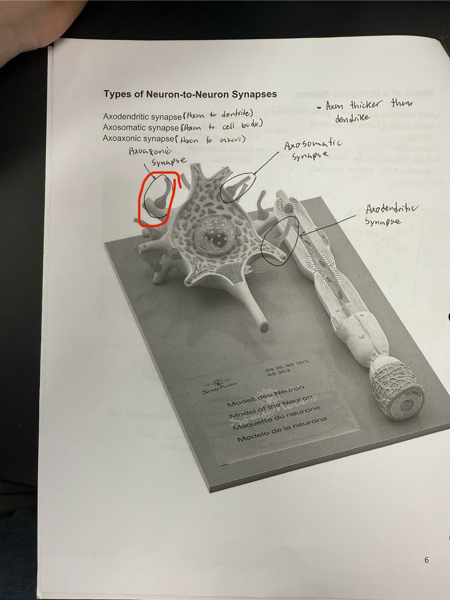 <ul><li><p>Synapse type: Axon to axon</p></li></ul><p></p>