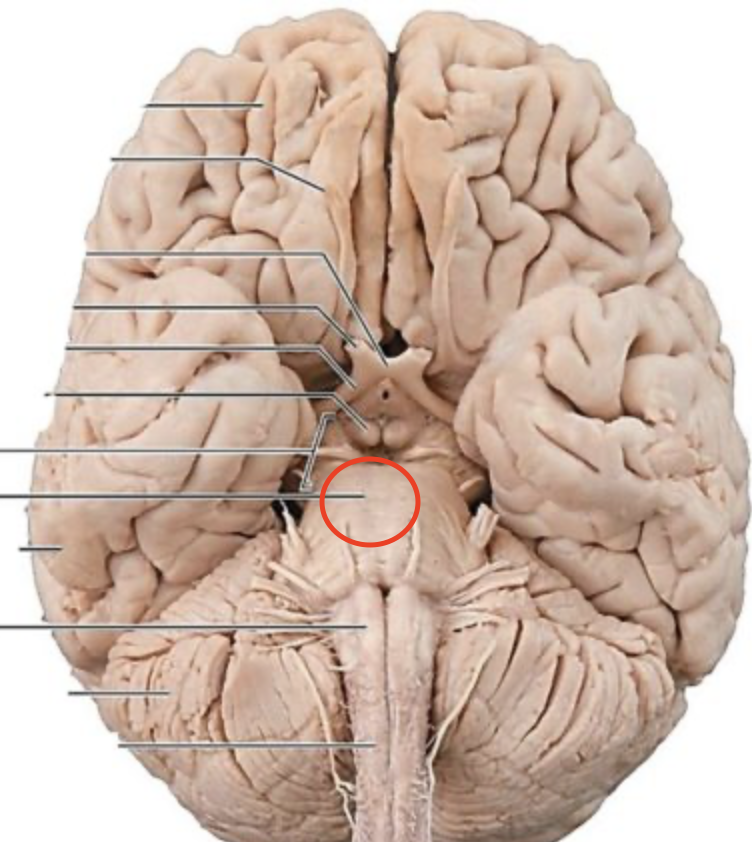 <p>Transmits signals from the forebrain to the cerebellum, giving sensory cues and motor information</p>