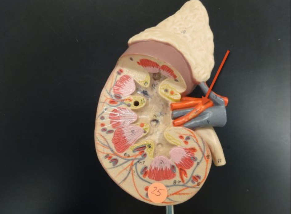 <p>Name the structure</p>