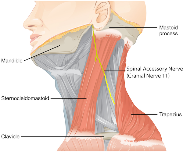<p>Cranial nerve Xi</p><ul><li><p>Sternocleidomastoid:</p></li></ul><p></p><p>Cranial nerve VII</p><ul><li><p>Platysma</p><img src="https://cdn.lecturio.com/assets/Anterior-neck-muscles-Superficial-layer.jpg" data-width="100%" data-align="center" alt="Neck Muscles: Anatomy &amp; Groups | Concise Medical Knowledge"></li></ul><p></p>