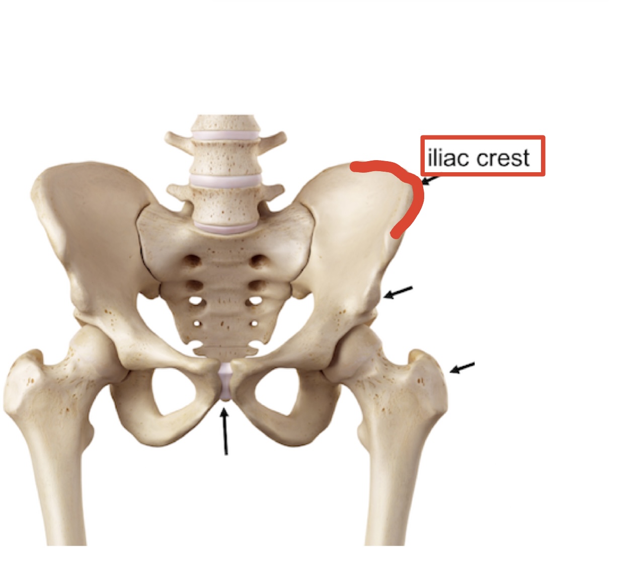 <p><span><span>Iliac crest</span></span></p>