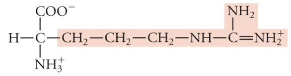 <p>Arg, R, Basic (pos charge)</p>