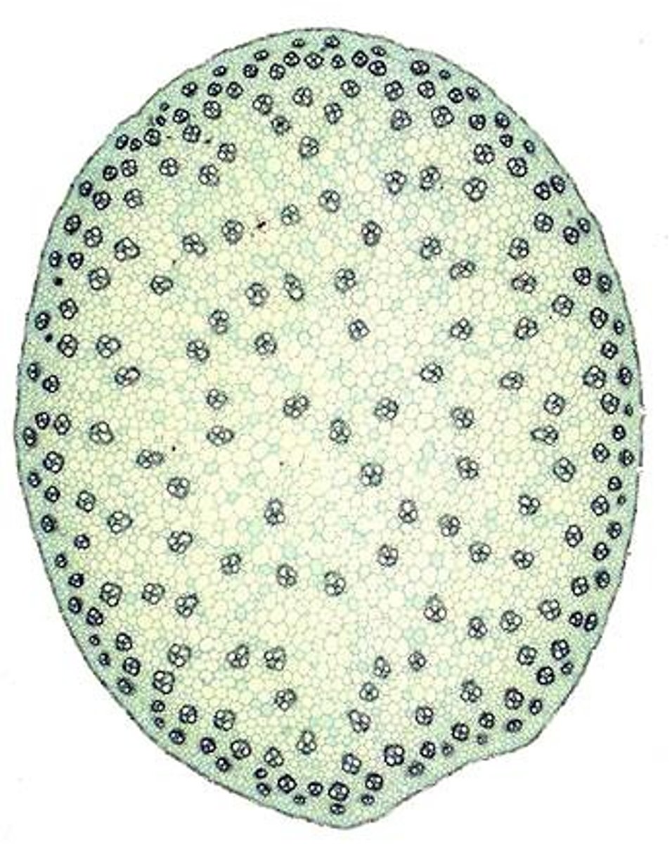 <p>what kind of a cell is this</p>