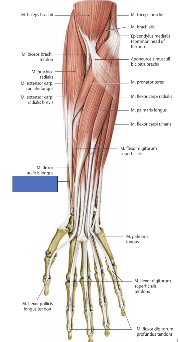 <p>m. abductor pollicis longus → abdutseerib pöialt</p>