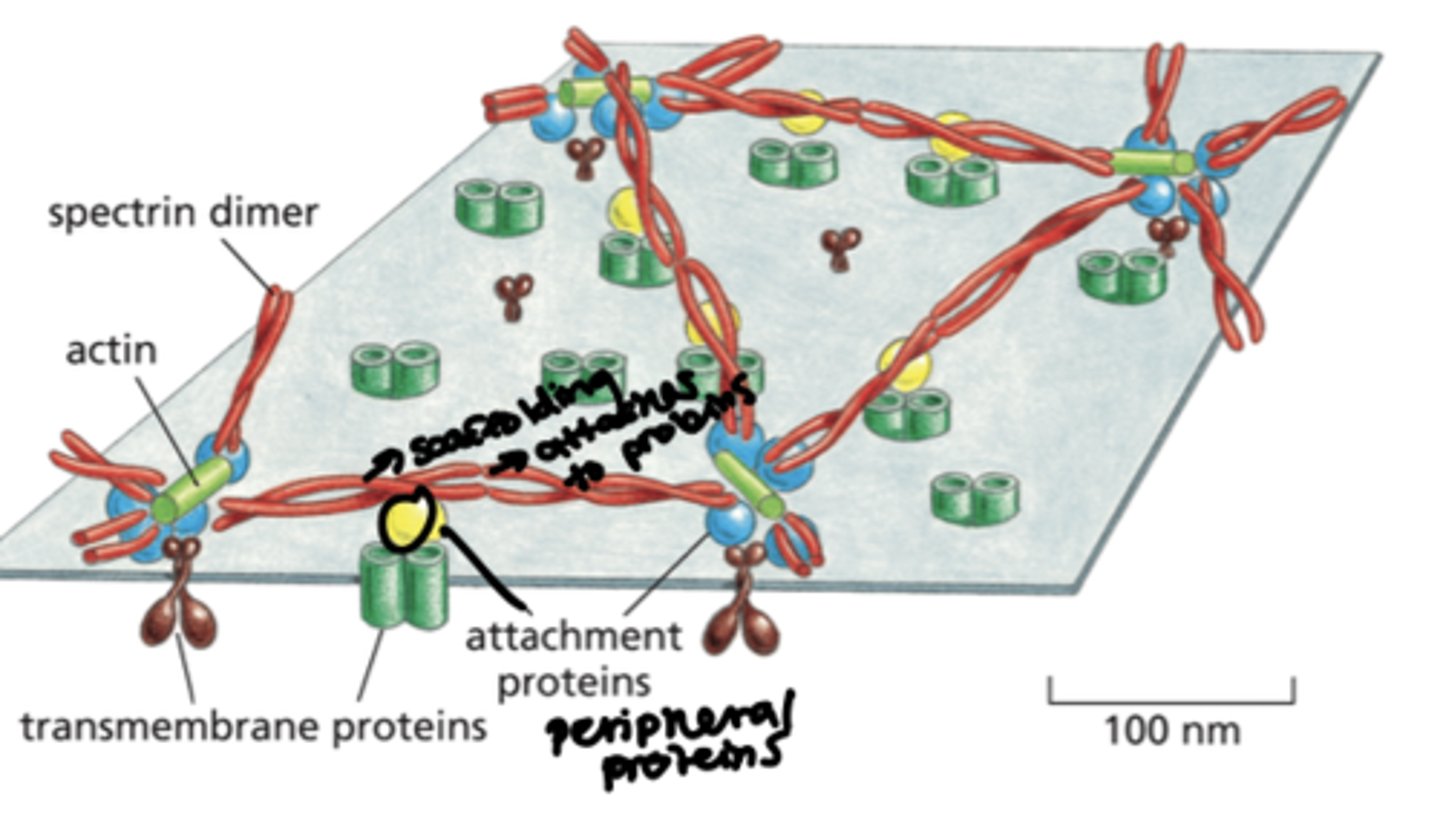 <p>- The under-lying cell cortex reinforces the plasma membrane of animal cells </p><p>- The cell cortex is a meshwork of filamentous proteins </p><p>- A meshwork of peripheral and integral membrane proteins associates with the inner surface of the plasma membrane </p><p>- Actin, myosin (which make up the cell cytoskeleton), integral proteins and peripheral proteins are associated with Spectrin dimers to complete the cell cortex </p>