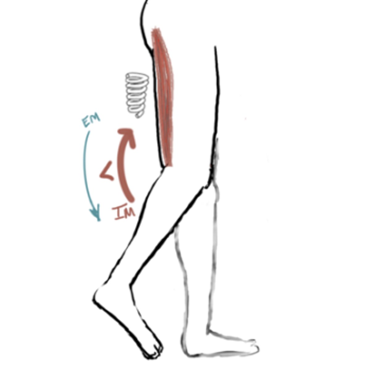 <p>IM: Knee Flexion (quads)</p><p>EM: Knee Extension</p><p>IM&gt;EM (concentric)</p><p>Angle = 60° flexion</p>