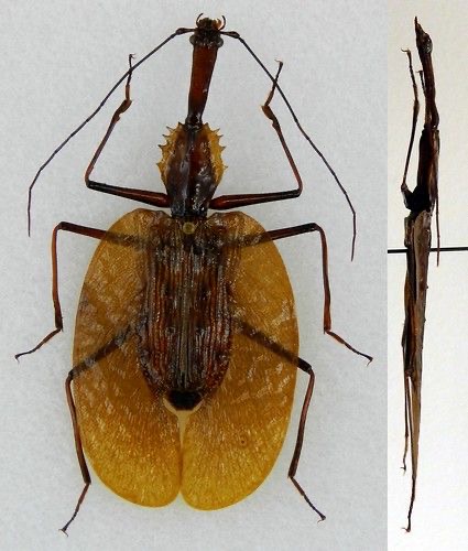 <p>Violin beetle </p>