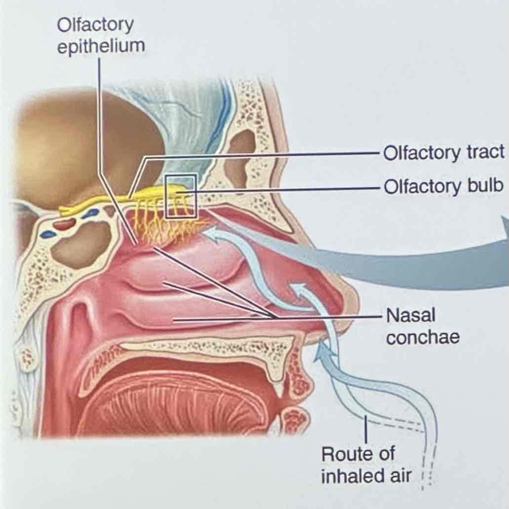 <p>olfactory receptors (chemoreceptors) respond to odorants (volatile chemicals) dissolved in fluids of the nasal cavity; that’s why nose is most</p>