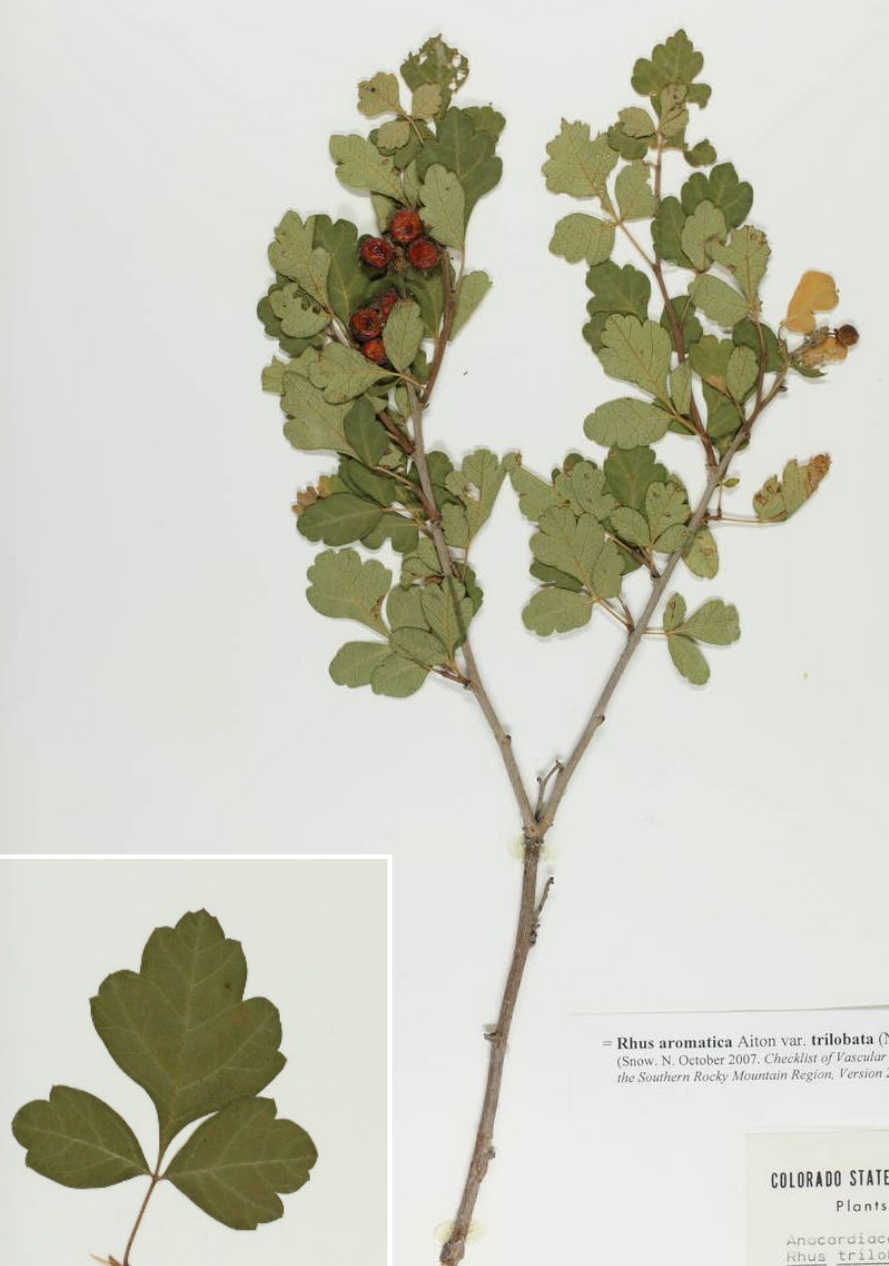 <p>Tri-lobed leaf and trifoliate leaf, Yellow flower, red/orange berries</p>