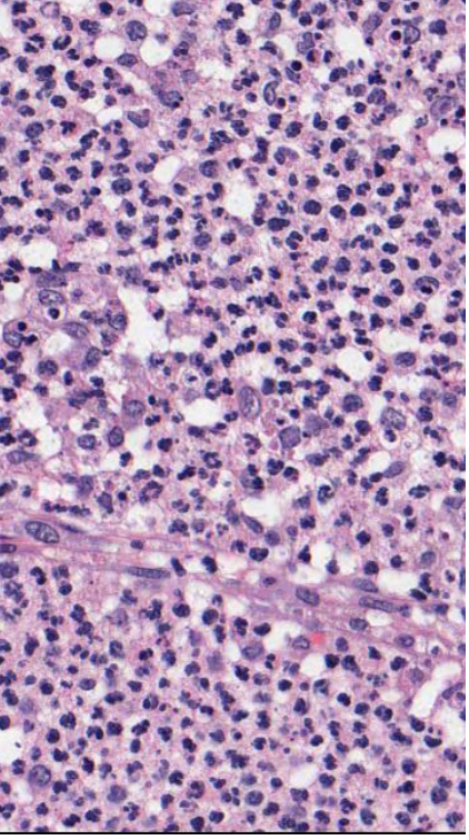 <p>what type of cells do you see?</p>