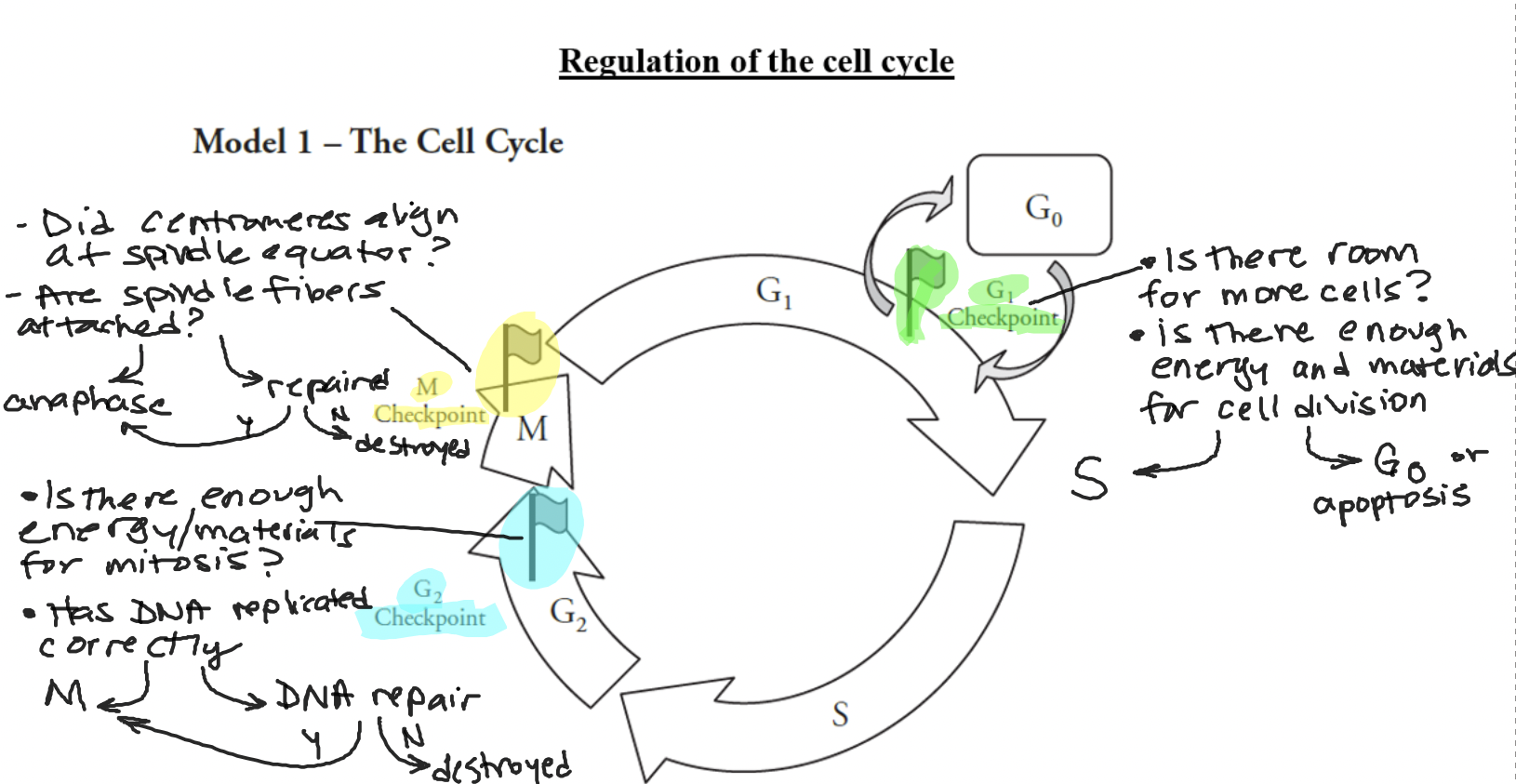The G1 checkpoint checks that there is enough room for more cells and if there is an adequate supply of energy and materials available. S is kind of like the no return point it will either be destroyed or will move on. If the cell doesn’t meet the requirements then it will enter G0, where the cell cycle just completely stops. The G2 checkpoint checks to see if DNA replicated properly and if there are enough materials for mitosis. It checks because mitosis is a huge part of making the daughter cells are equipped properly. The M checkpoint sees if the centromeres aligned with the spindle fibers, this leads to anaphase. The separation of the chromosomes is pretty important for the correct distribution of DNA.