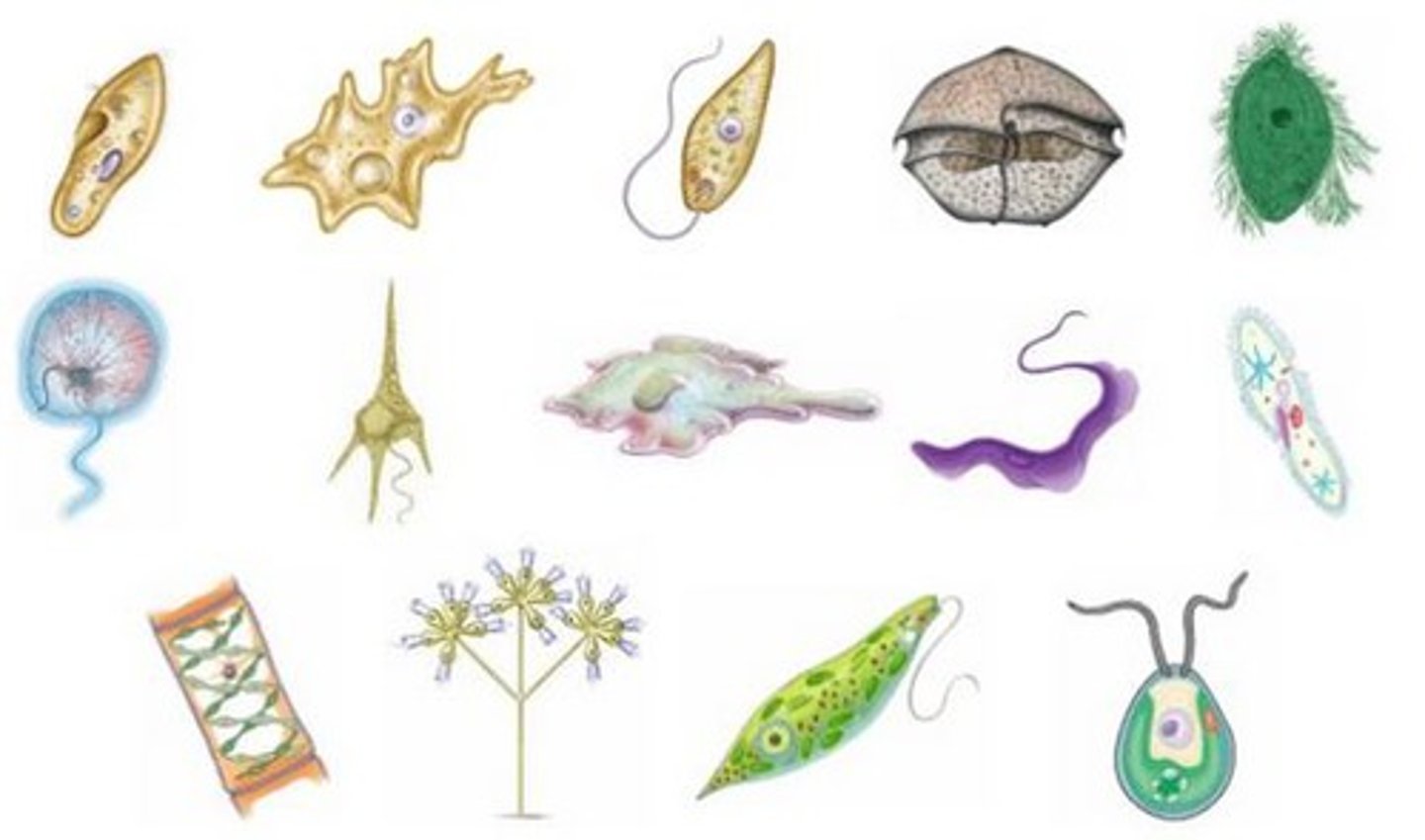 <p>kingdom that includes mostly unicellular eukaryotes</p>