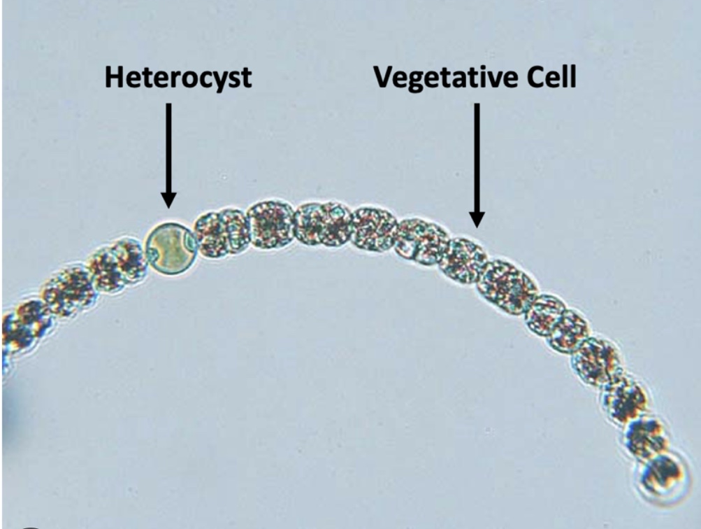 <p>What are vegetative cells?</p>