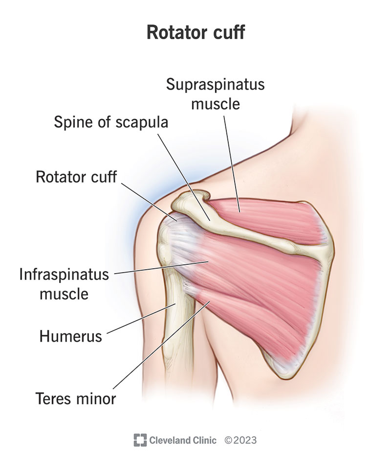 <p><strong>Rotator cuff</strong></p>