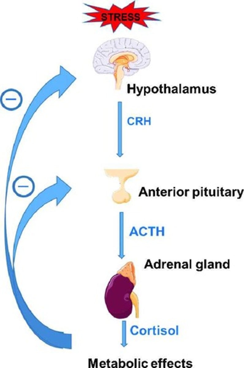<p>CRH, produced in the hypothalamus, controls the synthesis and release of ACTH from the pituitary gland.</p>