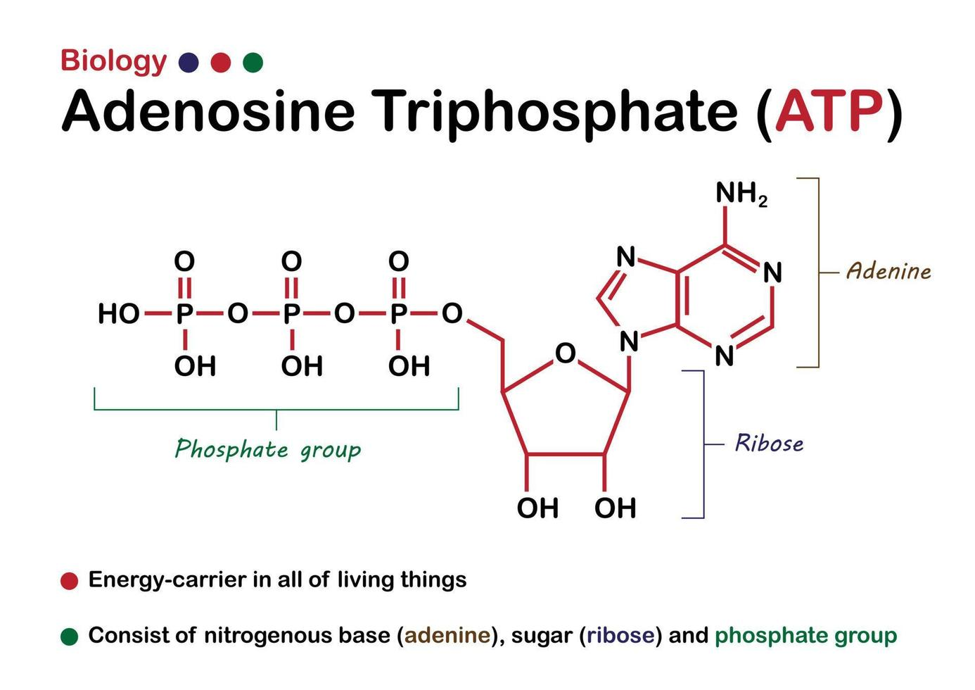 <p>adenosine</p>