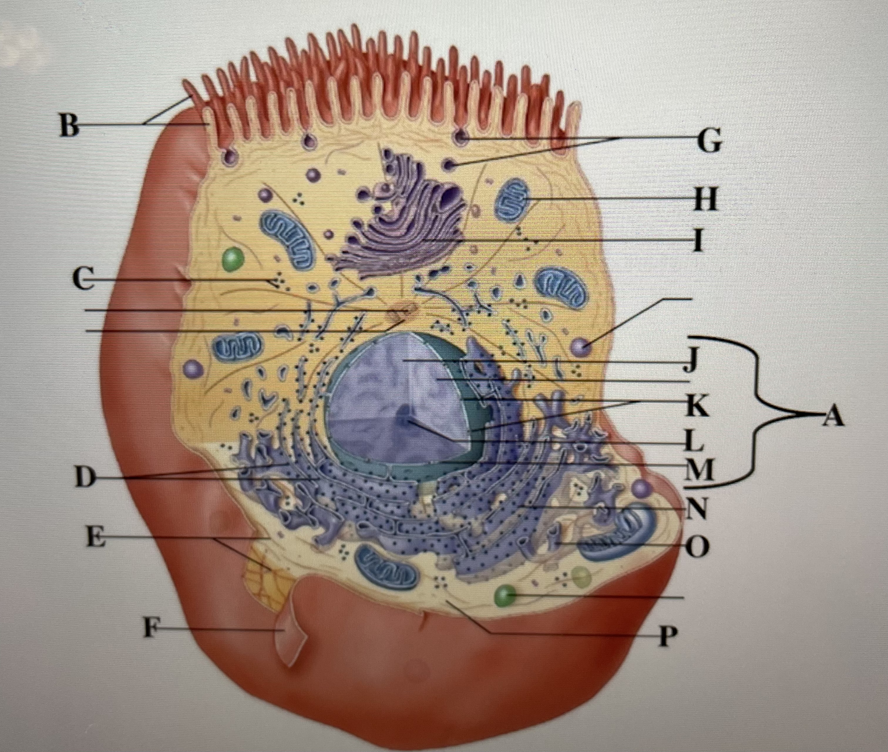 In the figure above,  *is the rough endoplasmic reticulum and* _ is the nucleoplasm 