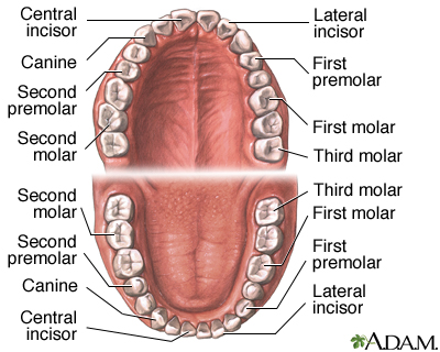 <p>incisor, canine, premolar, molar; 32 permanent </p>
