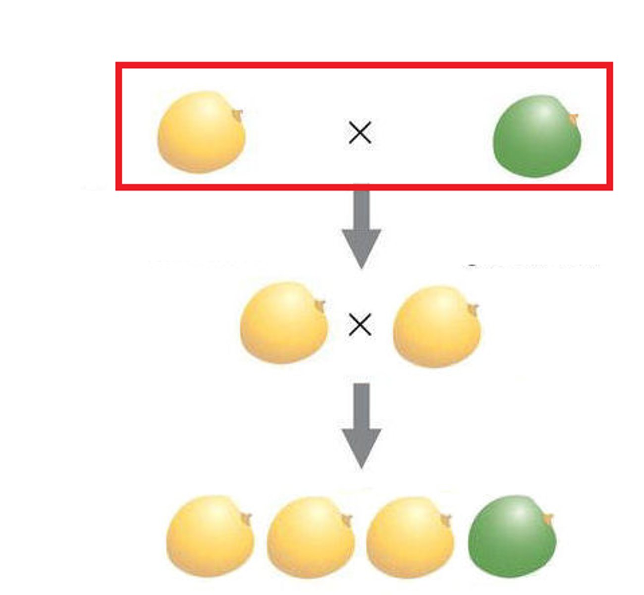 <p>Parental generation, the first two individuals that mate in a genetic cross</p>