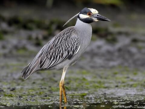 <p>Gray body, yellow crown stripe. Feeds on crustaceans at night.</p>