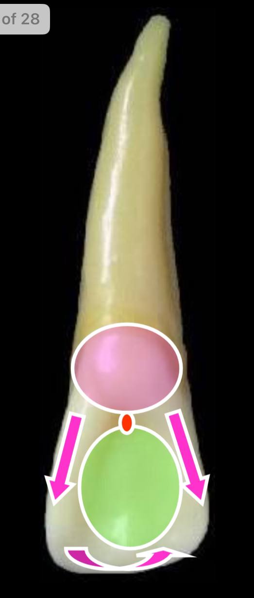<p>the pink circle is what elevation?</p>